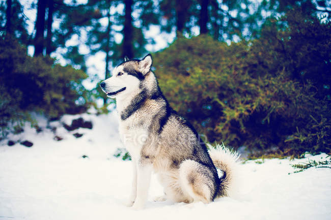 Cute Husky sitting in winter snows and looking at forest. — Stock Photo