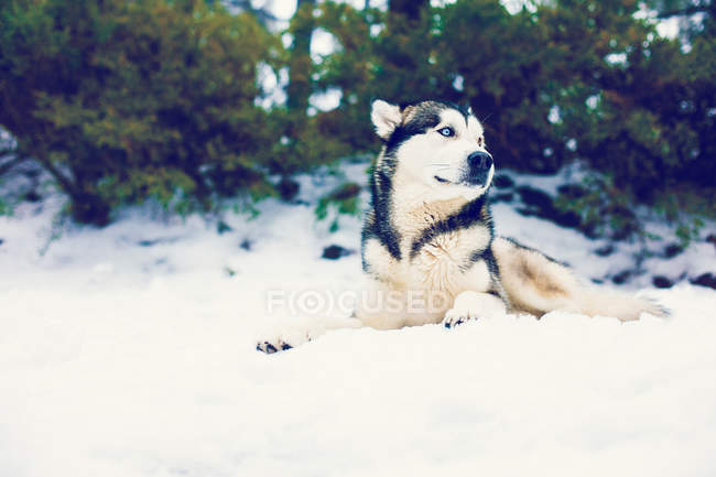 Husky deitado em neves na floresta e olhando para longe — Fotografia de Stock