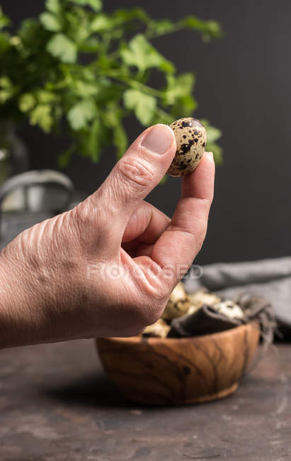 Cultivo mano masculina sosteniendo huevo de codorniz sobre cuenco de madera - foto de stock