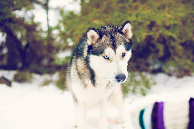 Portrait of Husky walking in winter snows at nature — Stock Photo