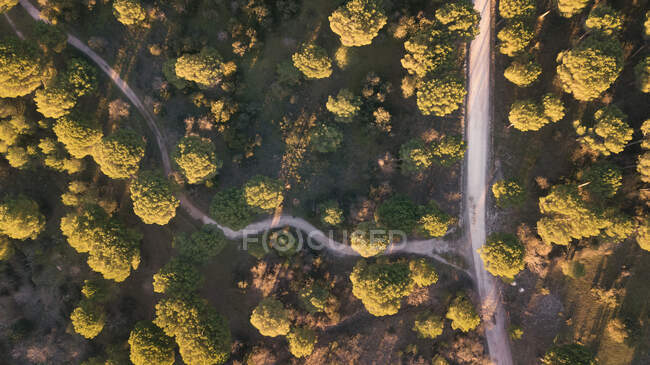 Intersection aérienne de deux routes en été arbres verts au coucher du soleil dans la nature — Photo de stock