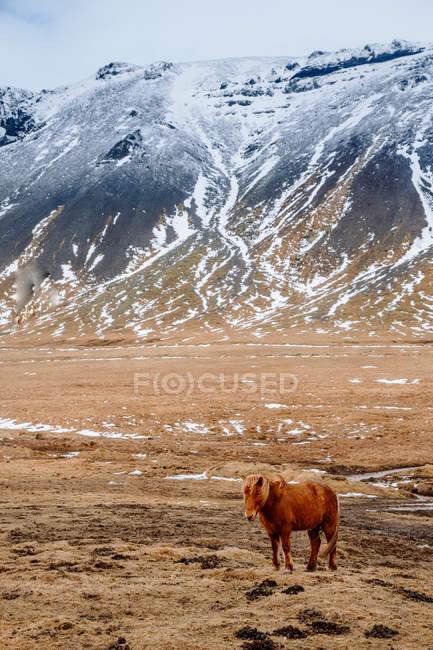Pony pastoreo en la colina - foto de stock