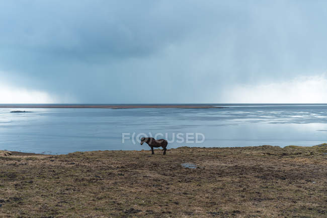 Horse standing on shore — Stock Photo
