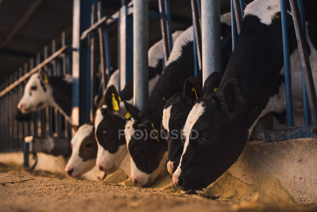 Veaux debout dans le corral à la ferme — Photo de stock