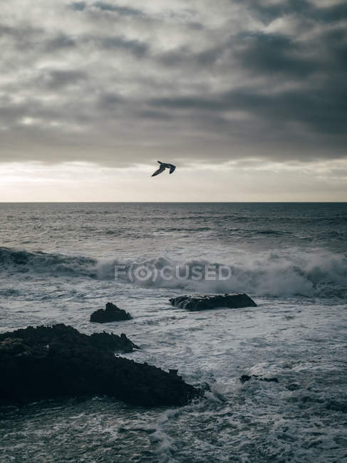 Pássaro voando sobre o oceano — Fotografia de Stock