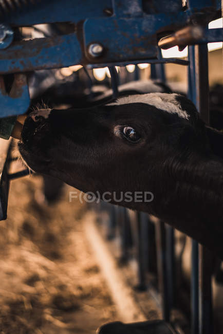 Calf eating milk from machine — Stock Photo