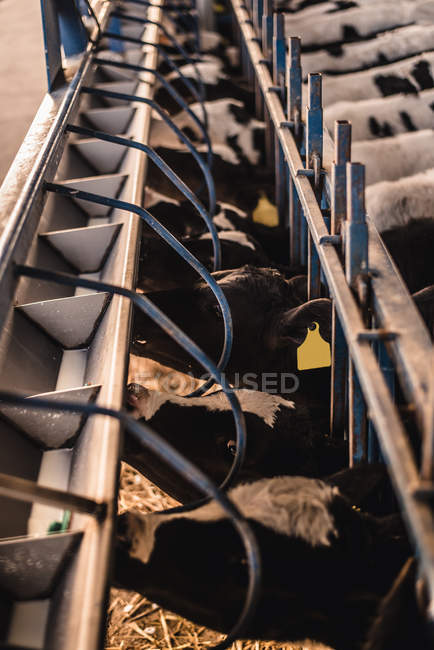 Calves drinking milk from feeding machine — Stock Photo
