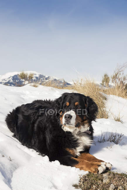 Cão descansando na colina nevada — Fotografia de Stock