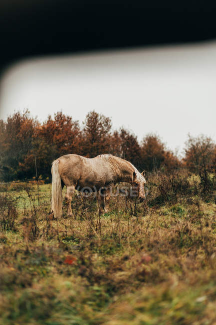 Бледная лошадь, пасущаяся осенью — стоковое фото