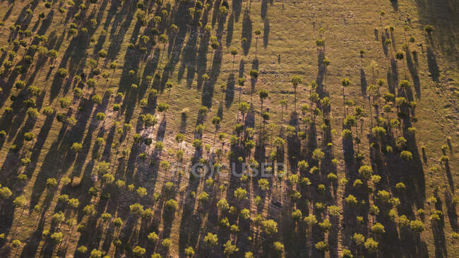 Vista aérea de los árboles en el bosque - foto de stock