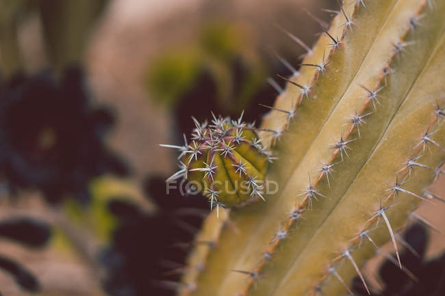 Close-up spikes on cactus — Stock Photo