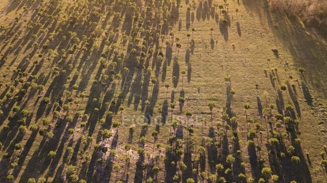 Vista aérea de los árboles en el bosque - foto de stock