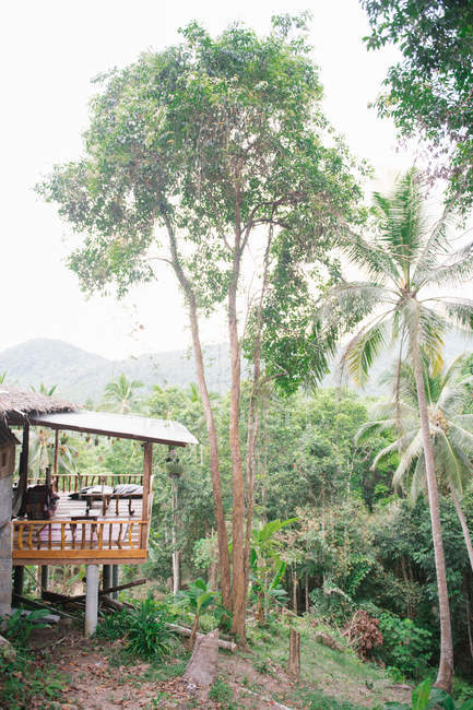 Деревянная терраса в джунглях — стоковое фото