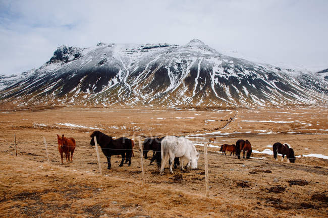 Ponys grasen am Berg — Stockfoto
