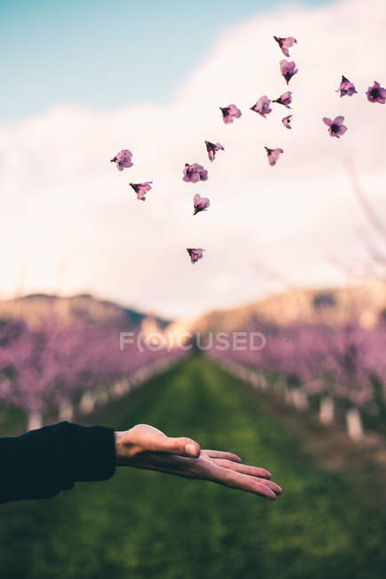 Hand throwing up pink flowers — Stock Photo