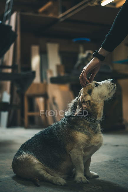 Mão acariciando velho cão — Fotografia de Stock