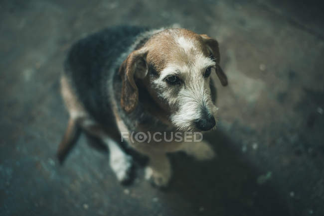 Viejo perro sentado en el suelo - foto de stock