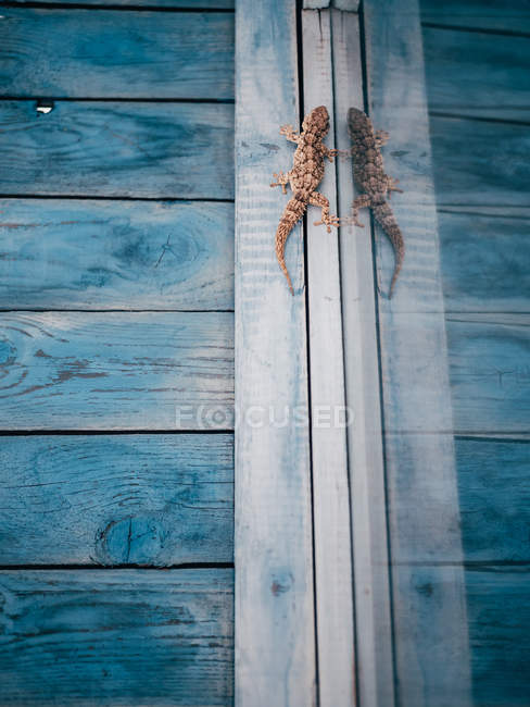 Small lizard on window — Stock Photo
