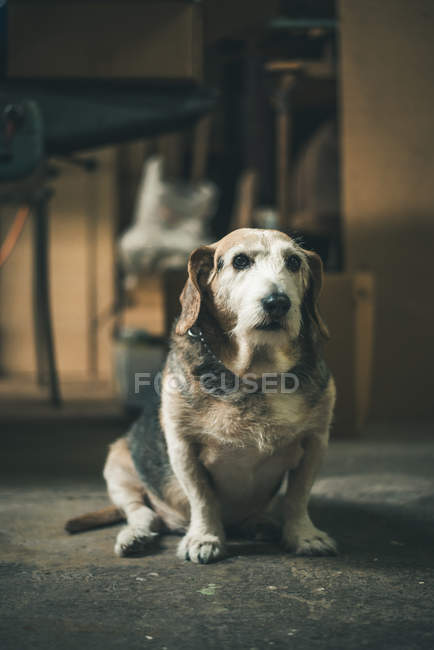 Viejo perro sentado en el suelo - foto de stock
