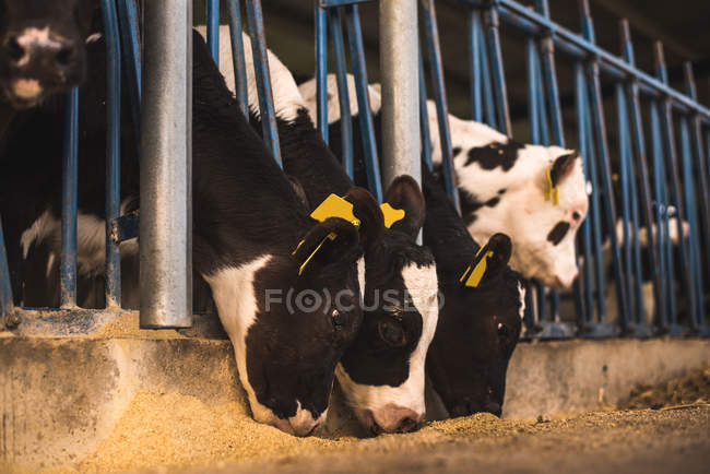 Bezerros em pé em curral na fazenda — Fotografia de Stock
