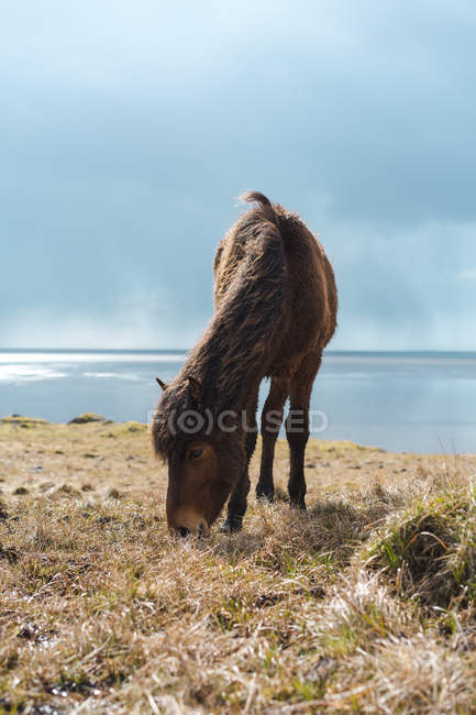 Cavallo al pascolo sulla riva — Foto stock