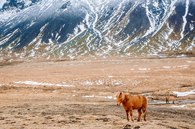 Ponys auf der Weide — Stockfoto