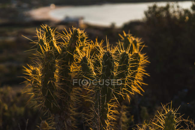 Cactus creciendo a la luz del sol - foto de stock