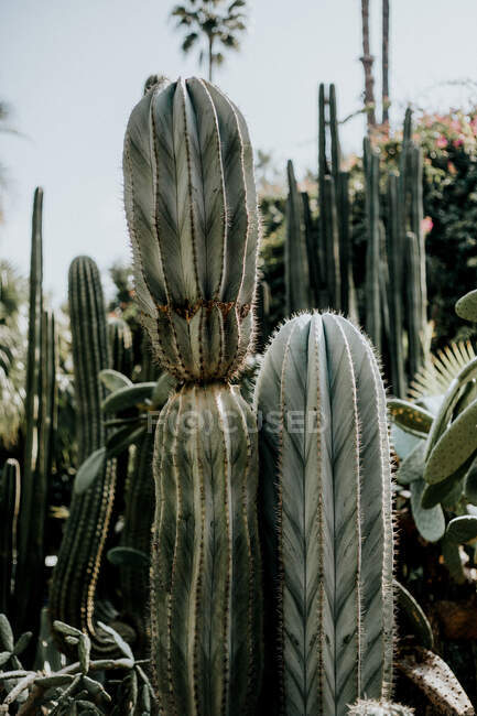 Grandes cactus espinosos que crecen en el jardín en un día soleado en Marruecos. - foto de stock