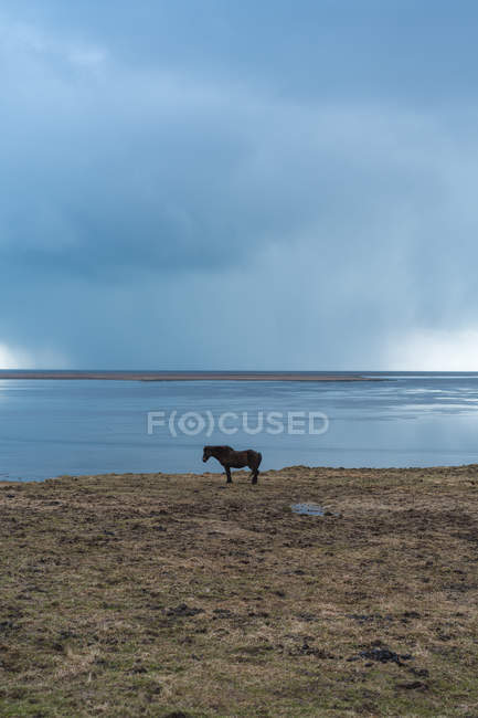 Horse standing on shore — Stock Photo