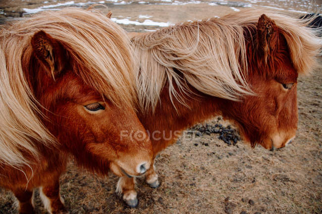 Две пони стоят вместе на лугу — стоковое фото