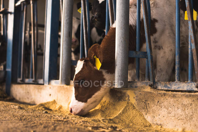 Calf looking out of corral on farm — Stock Photo