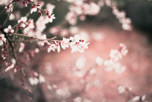 Pink blooming almond tree — Stock Photo