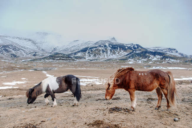 Ponies grazing at mountains — Stock Photo