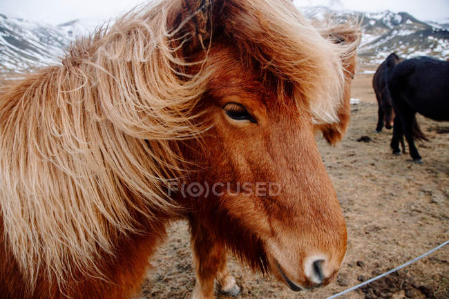 Pony in piedi insieme su prato — Foto stock