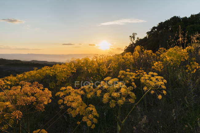 Цветущие желтые полевые цветы на закате — стоковое фото