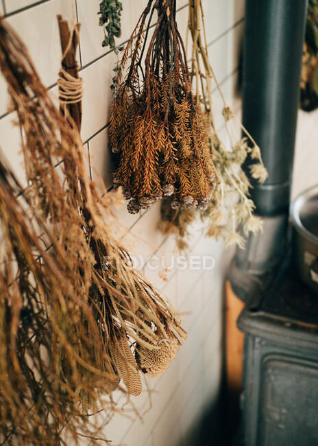 Сухі рослини на стіні — стокове фото