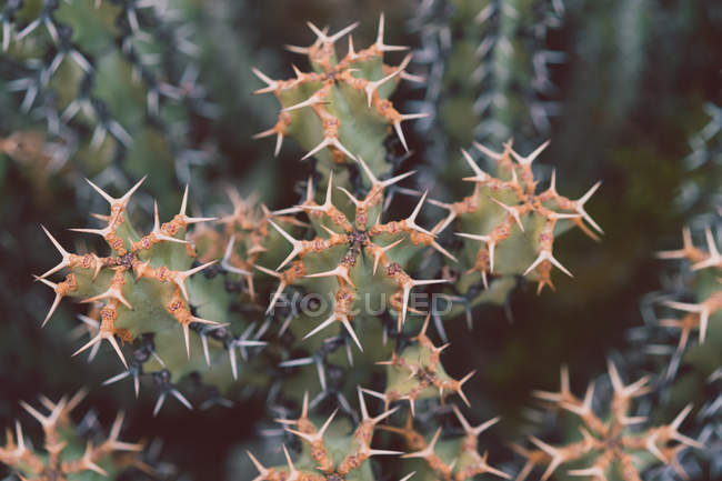 Nahaufnahme grüner stacheliger Kaktus — Stockfoto