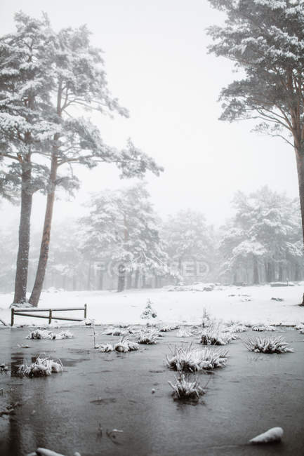 Морозный лес зимой — стоковое фото