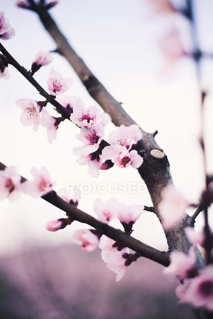 Pink blooming almond tree branch — Stock Photo