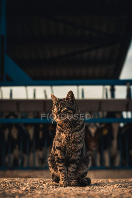 Cute cat sitting and looking away on background of calves on a farm — Stock Photo
