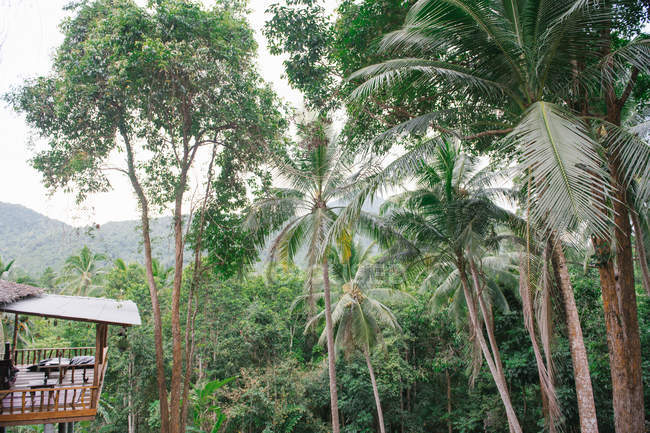 Terrasse en bois dans la jungle — Photo de stock
