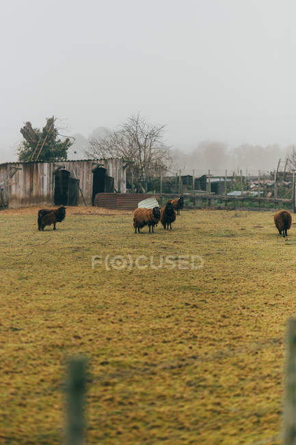 Коричневые овцы пасутся на лугу — стоковое фото