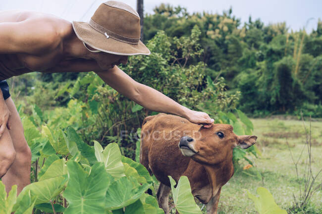 Uomo adulto accarezzando vitello — Foto stock