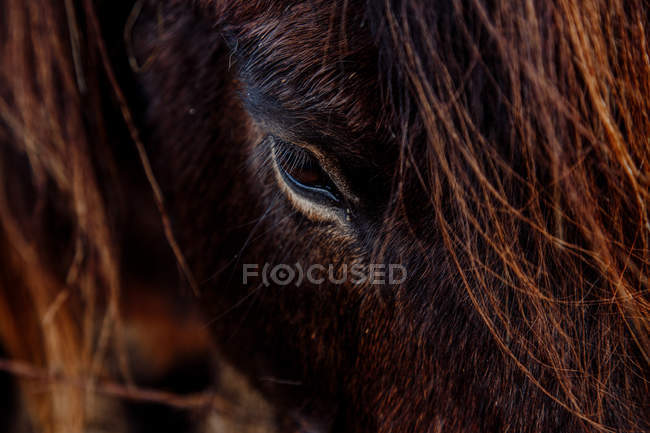 Око каштанового коня — стокове фото