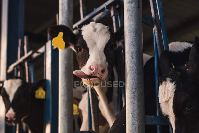Calf with tongue out looking at camera — Stock Photo
