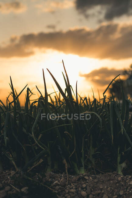 Vista a la pequeña silueta de hierba y cielo nublado por la noche con puesta de sol. - foto de stock