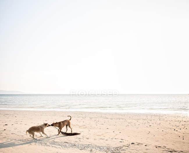 Cães interagindo na praia arenosa — Fotografia de Stock