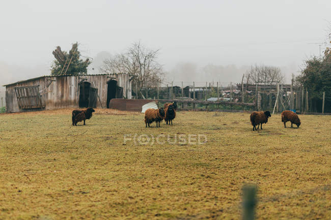 Овцы пасутся на лугу осенью — стоковое фото