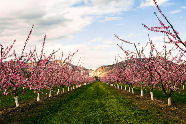 Giardino con alberi in fiore rosa — Foto stock