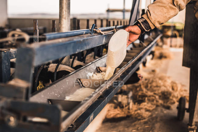 Agricultor vertiendo leche a la máquina de alimentación - foto de stock